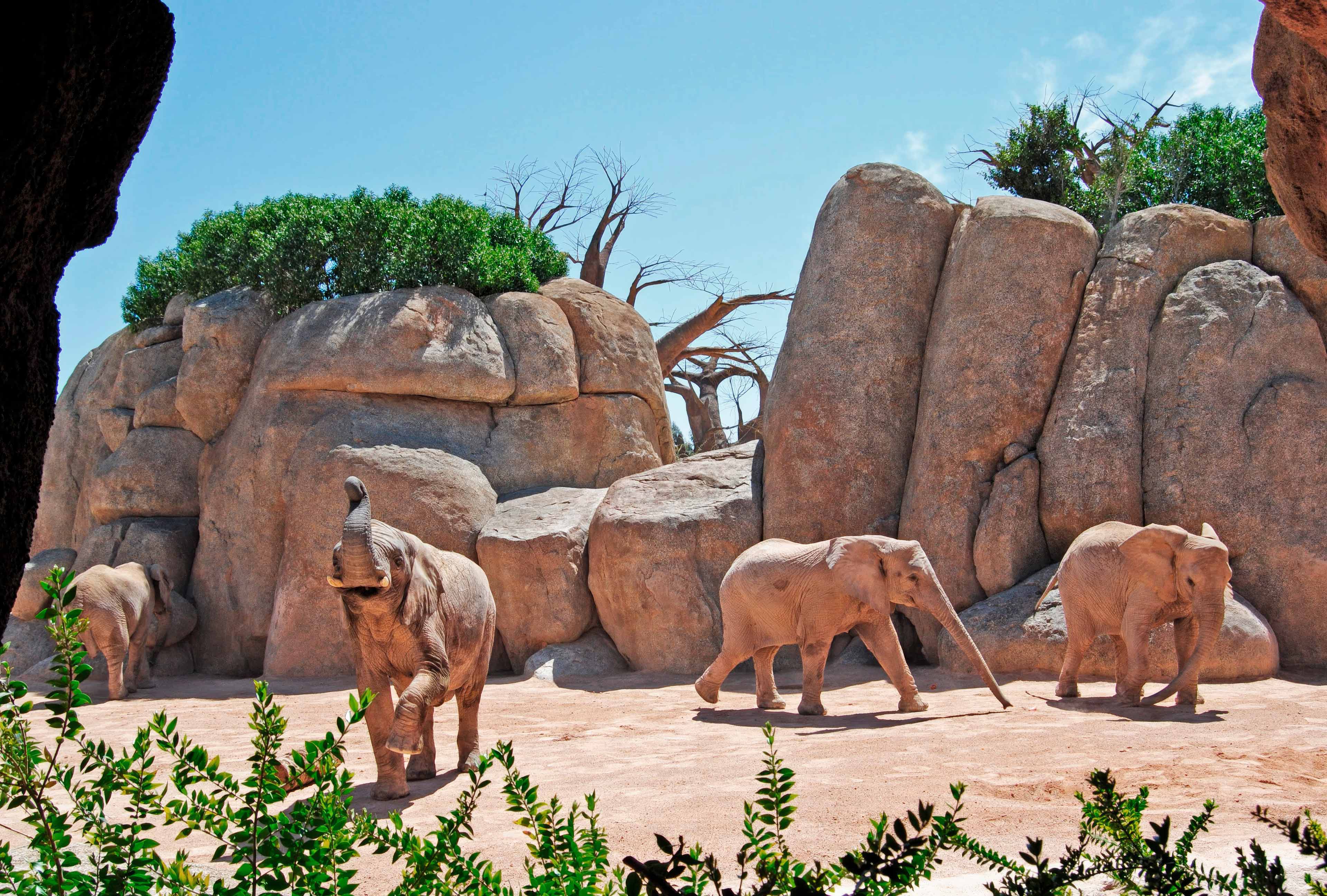 themed animal environments zoological park construction