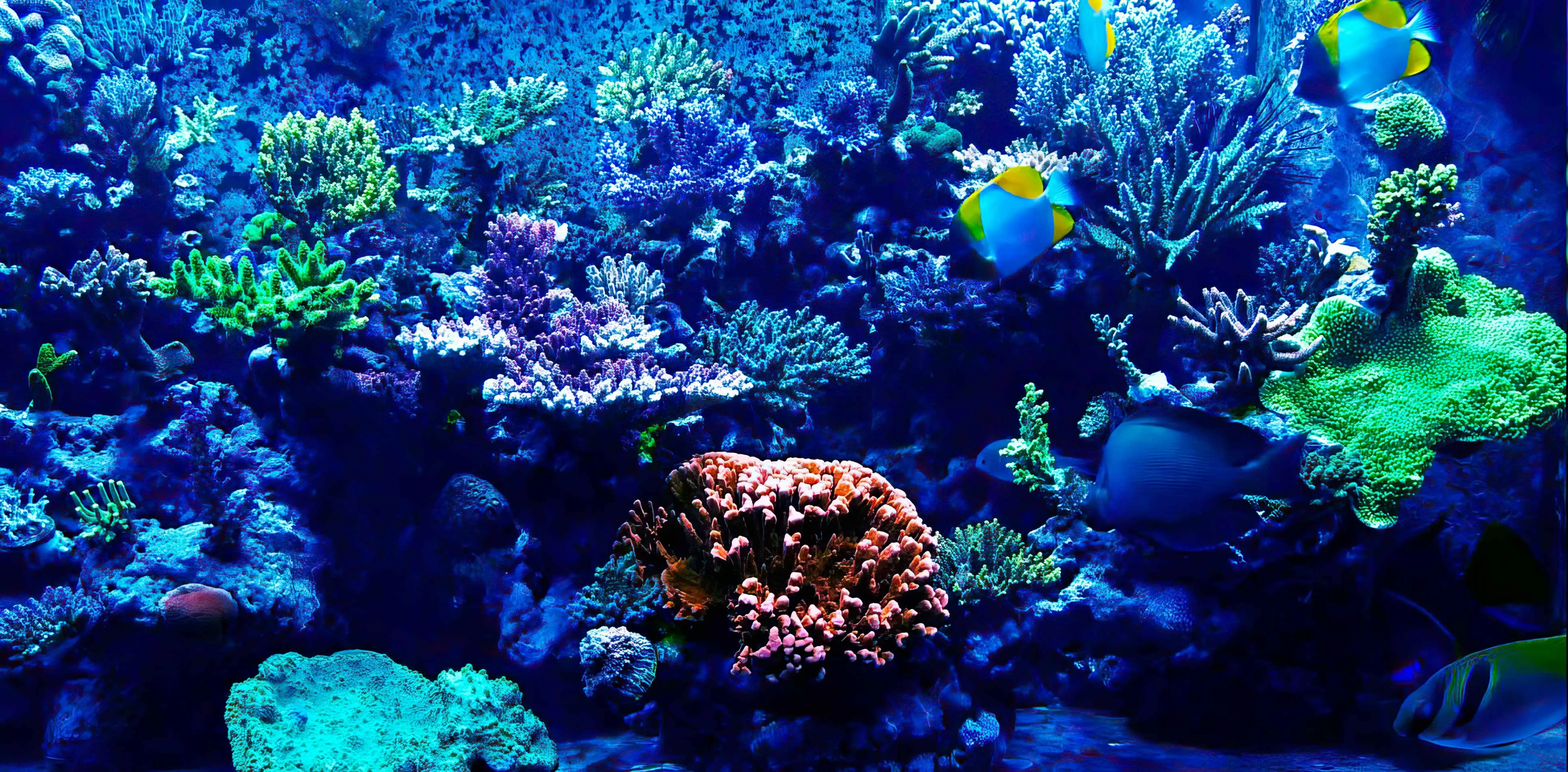 luxury aquarium construction luxury aquarium construction company