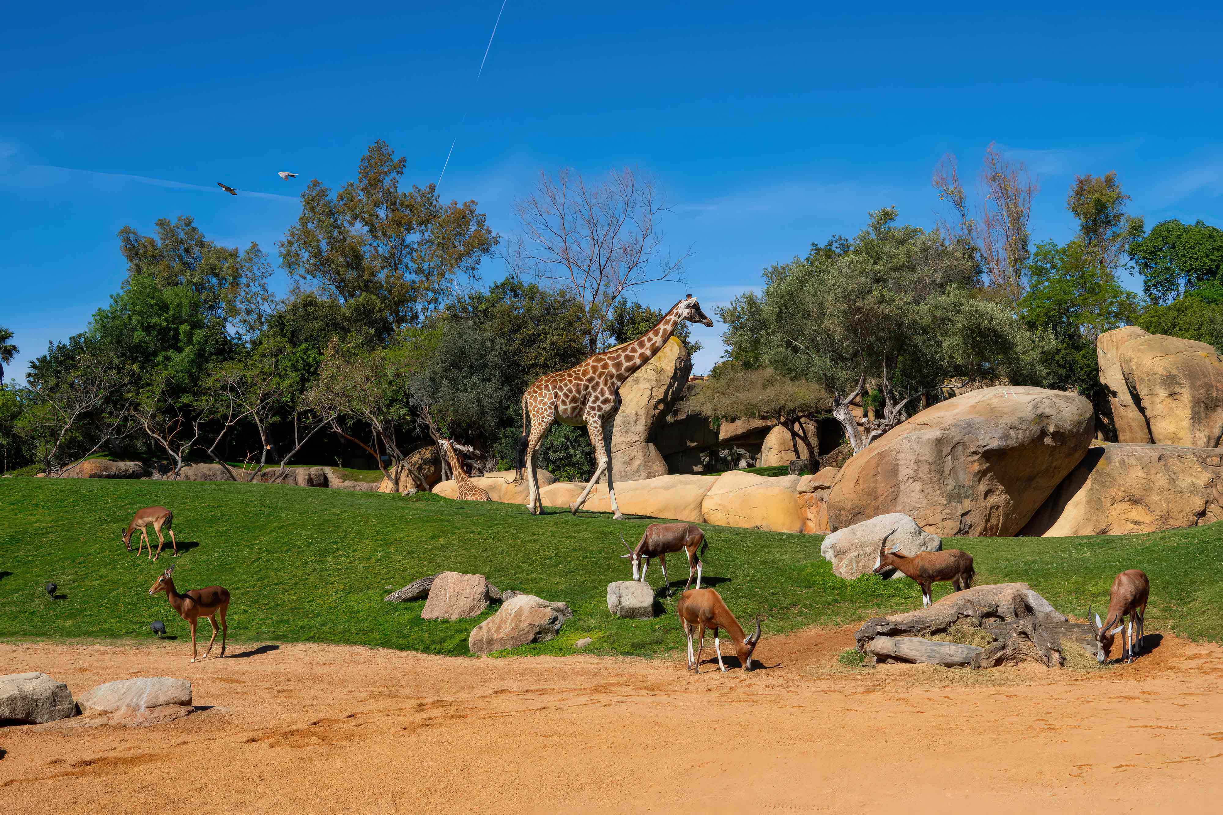 construcción de parques zoológicos   tematización de parques de animales