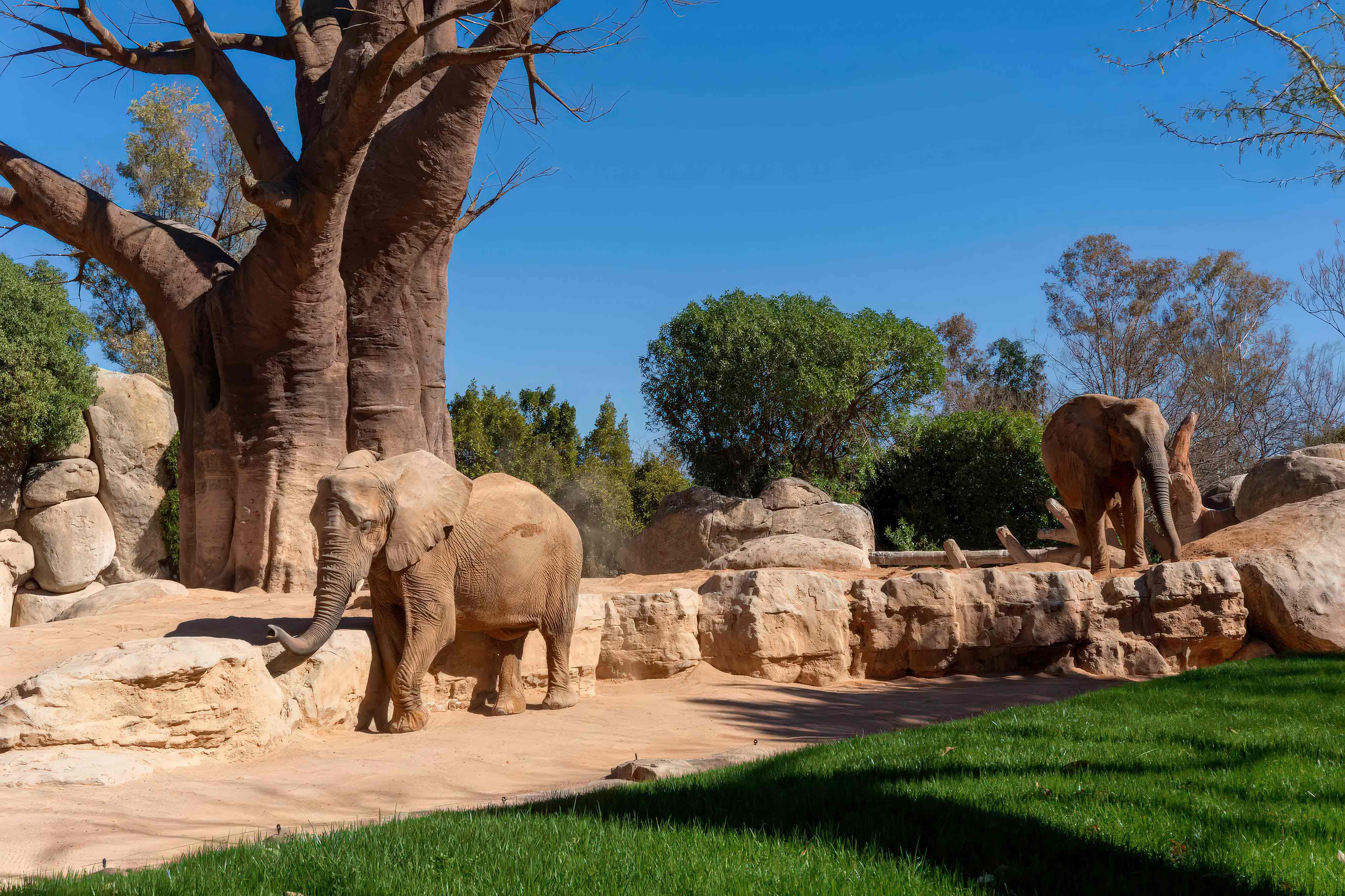 tematización de parques de animales   construcción de zoológicos temáticos