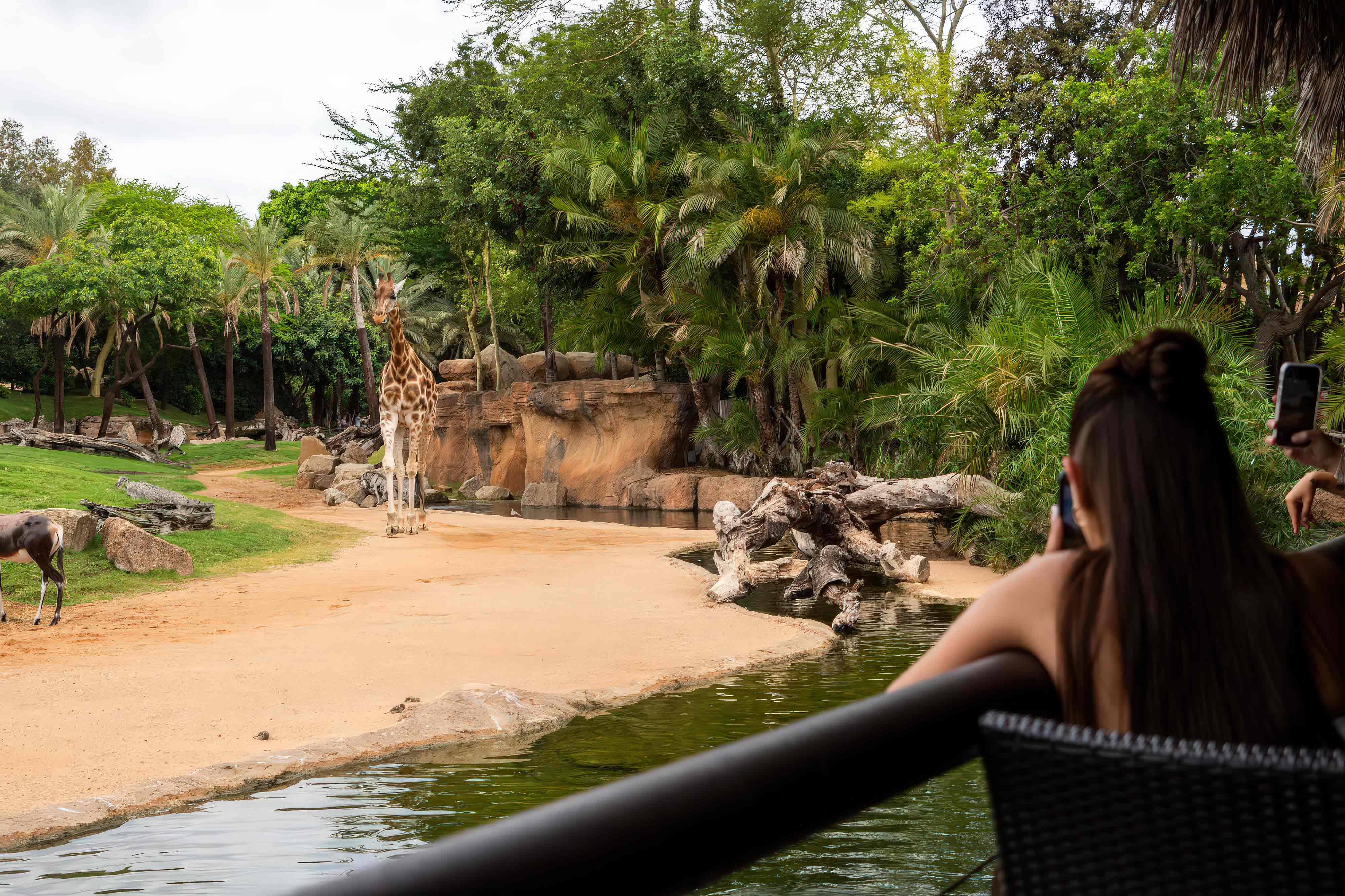 construcción de parques zoológicos   tematización de parques de animales