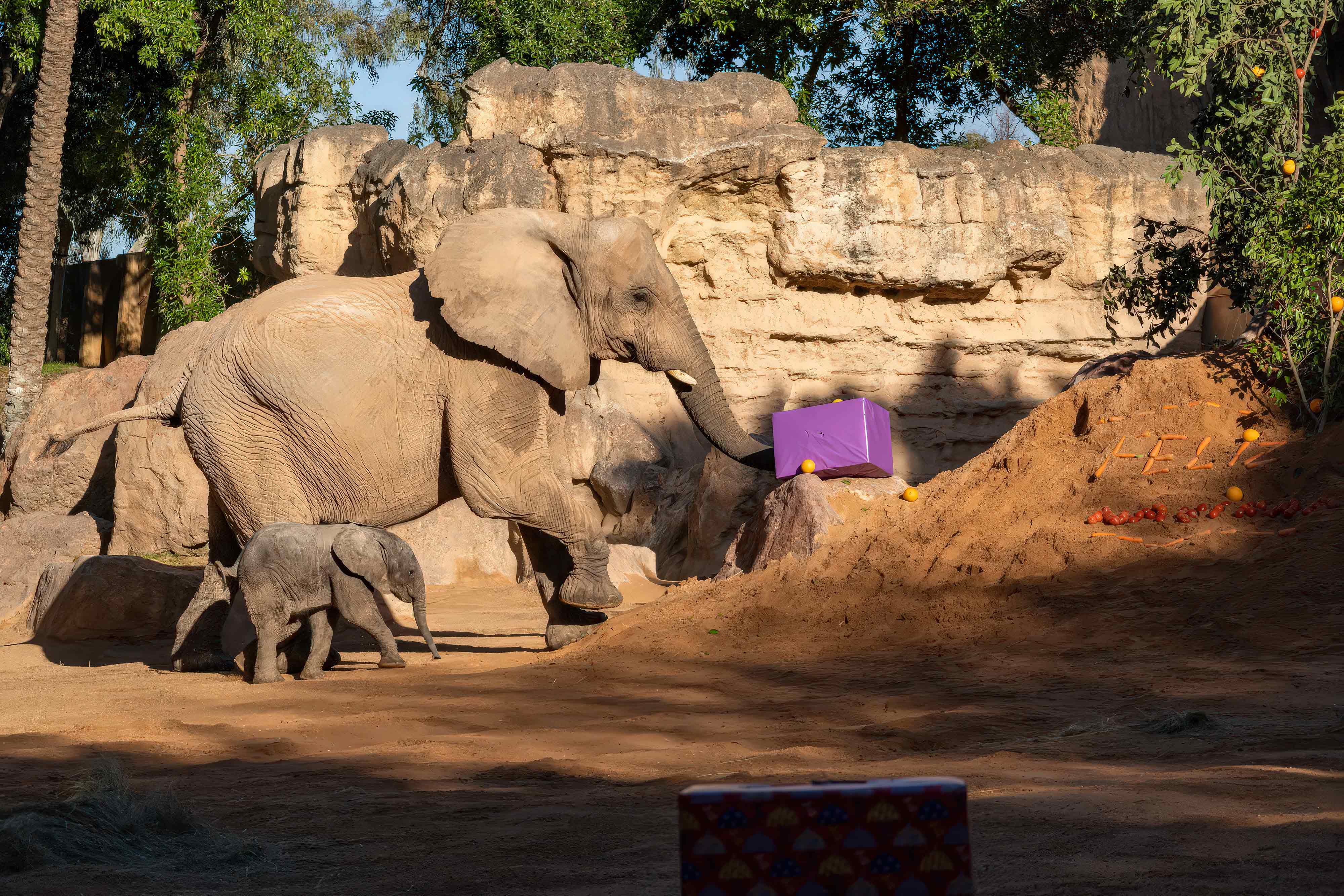 empresas de construcción de parques de animales   cómo construir un parque zoológico con tematización