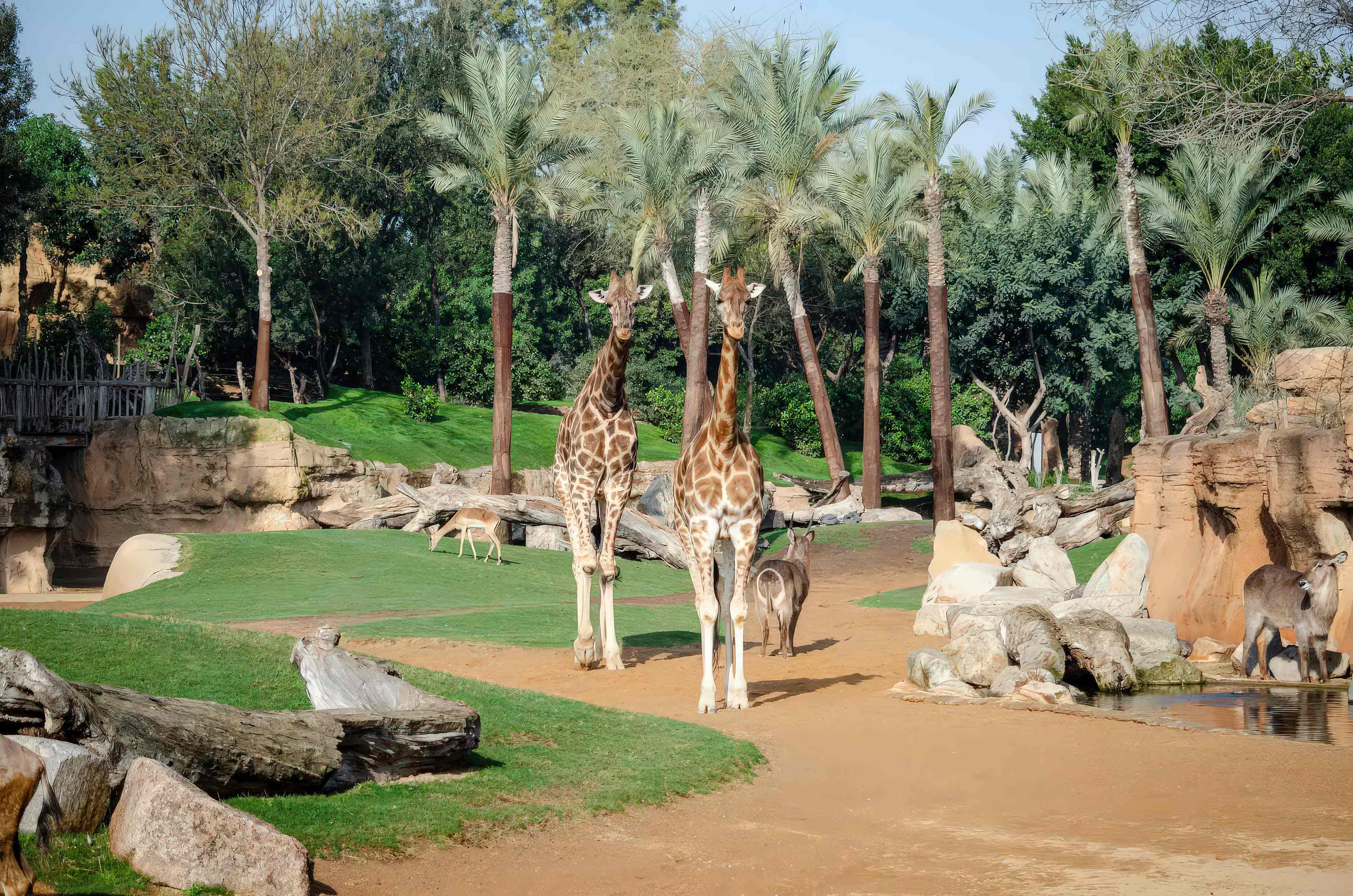 cómo construir un parque zoológico con tematización   construcción de hábitats naturales en parques de animales