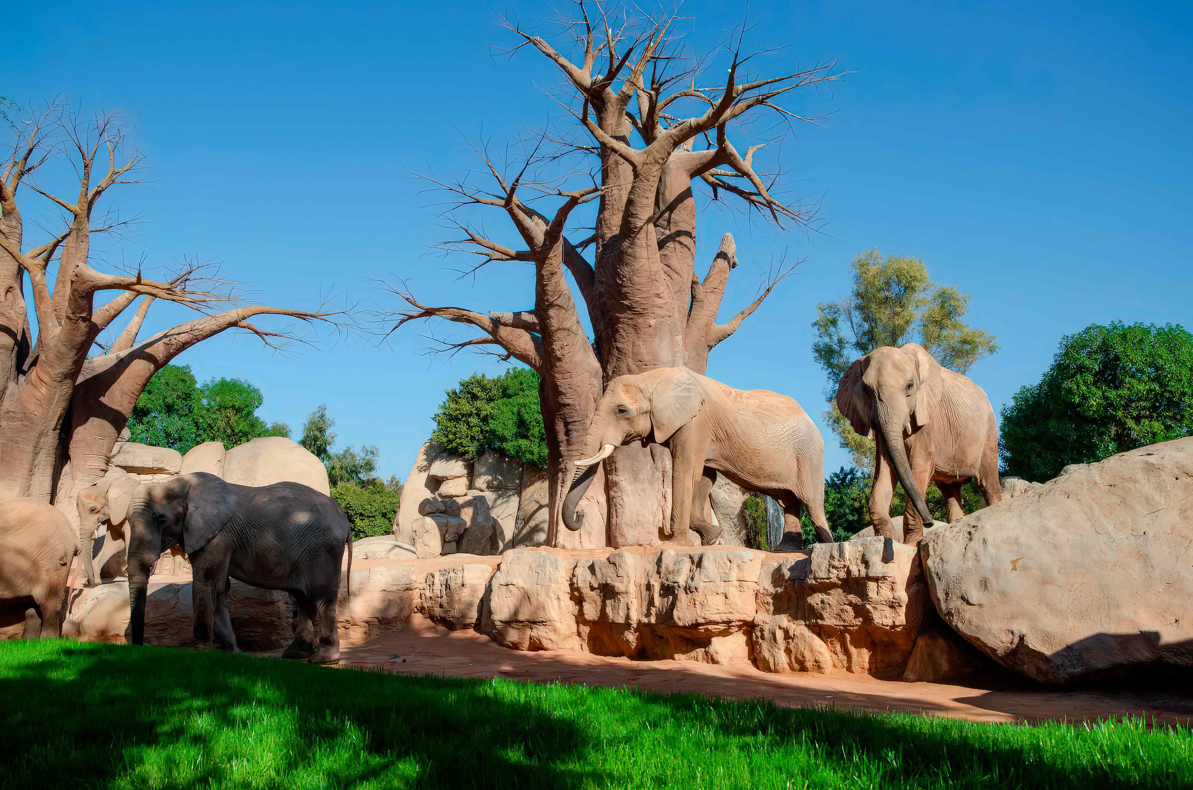 construcción de hábitats naturales en parques de animales   construcción de parques zoológicos