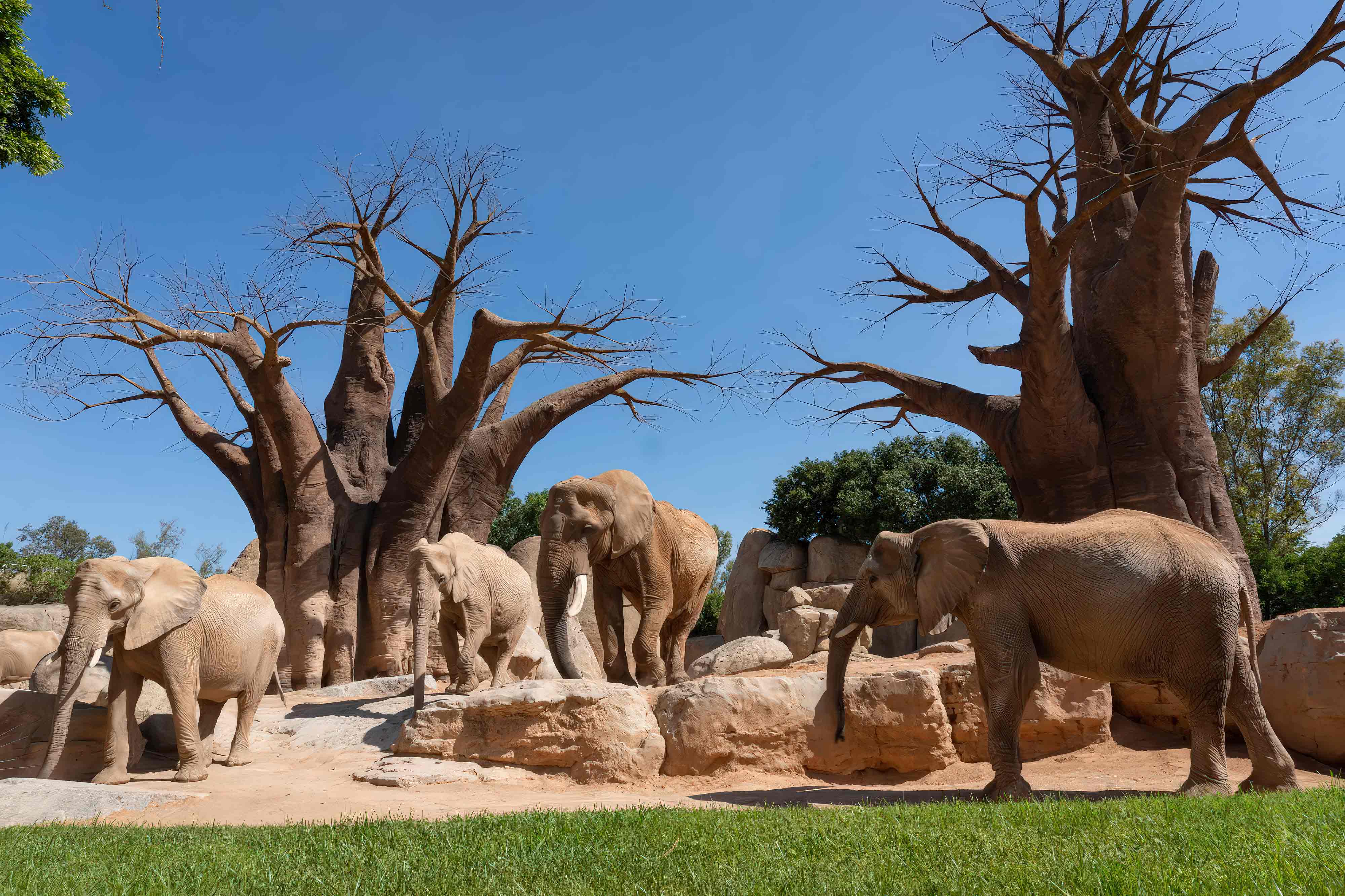construcción de parques zoológicos tematización de parques de animales